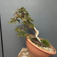 Pre bonsai dí ginepro Sabina spagnolo