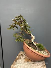 Pre bonsai dí ginepro Sabina spagnolo