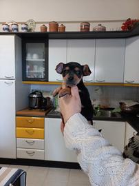 Cuccioli pinscher nano