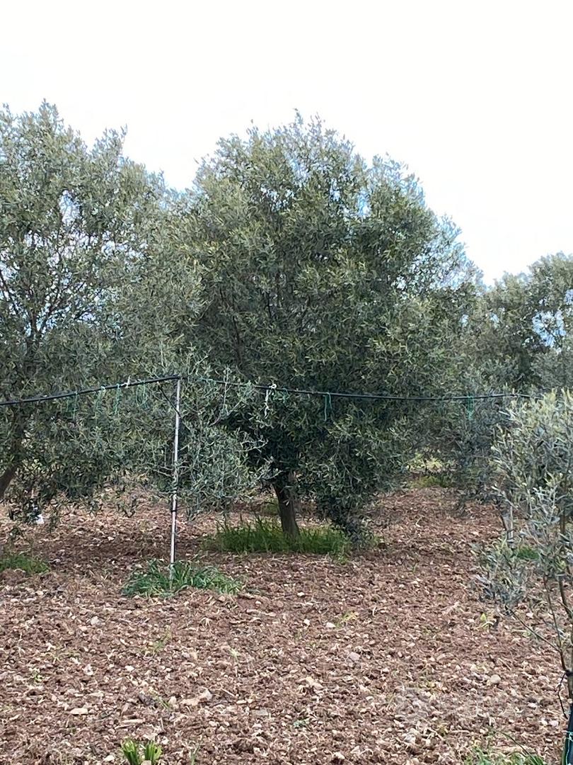 Oliveto - Vista 5