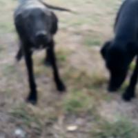 Bracco Lagotto avviati al tartufo