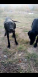 Bracco Lagotto avviati al tartufo