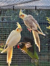 Pappagalli allevati a mano