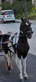 Pony