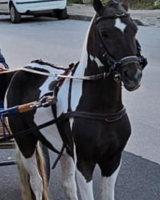 Pony