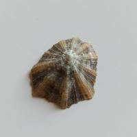 Patella caerulea - 3cm circa - Mediterraneo