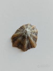 Patella caerulea - 3cm circa - Mediterraneo
