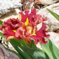 Piante per laghetto, mini pond e acquario