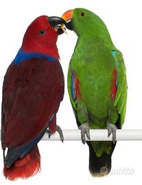 Ecletti, cacatua galerita, alba