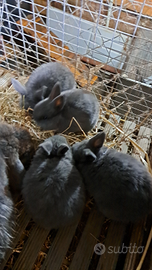 Coniglio nano ariete