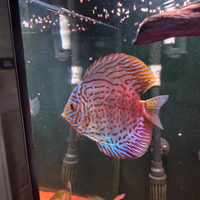Discus