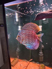 Discus
