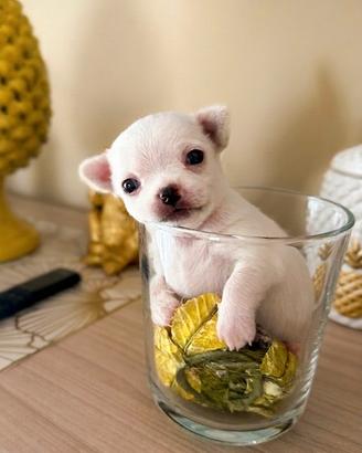 Cucciolo chihuahua