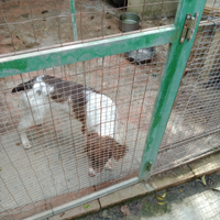 Springer spaniel