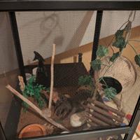 Geco Ciliatus Tricolore + Teca e accessori