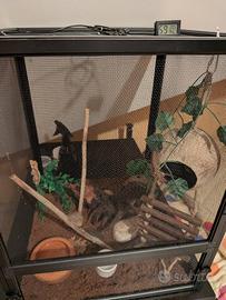 Geco Ciliatus Tricolore + Teca e accessori