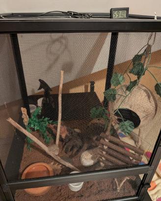 Geco Ciliatus Tricolore + Teca e accessori