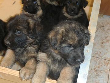 Pastore tedesco cuccioli