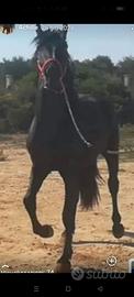 Cavallo murgese
