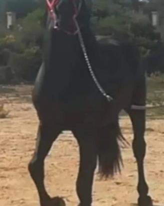 Cavallo murgese