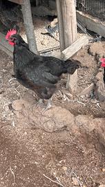 Galline australorp, marans e araucane