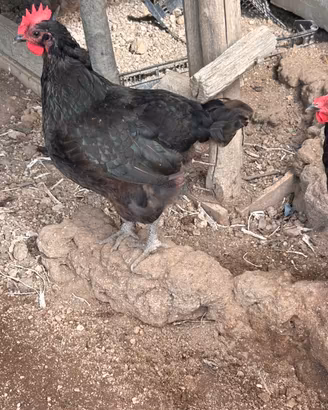Galline australorp, marans e araucane