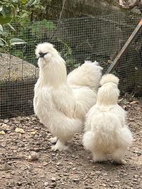 Galli Moroseta Bianchi con barba