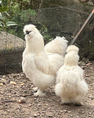 Galli Moroseta Bianchi con barba