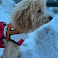 Maltipoo disponibile per accoppiamento