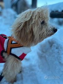 Maltipoo disponibile per accoppiamento