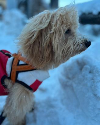 Maltipoo disponibile per accoppiamento