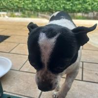 Cane adorabile e dove trovarlo