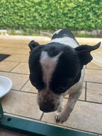 Cane adorabile e dove trovarlo