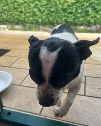 Cane adorabile e dove trovarlo