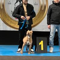 Ultima femmina Pitbull con pedigree