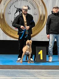 Ultima femmina Pitbull con pedigree