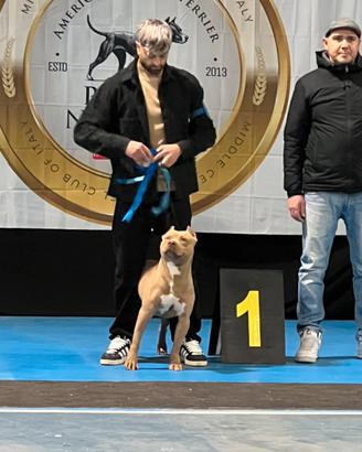 Ultima femmina Pitbull con pedigree