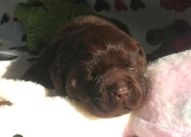 Allevamento cuccioli chocolate di labradors