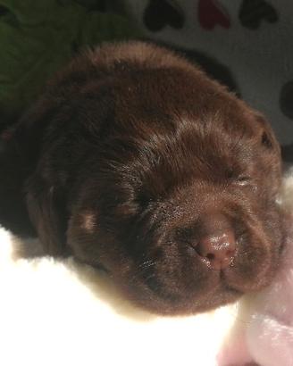 Allevamento cuccioli chocolate di labradors