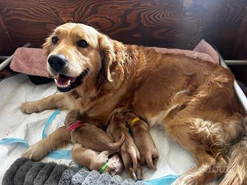 Cucciole Golden Retriever