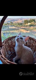 Gattino Red