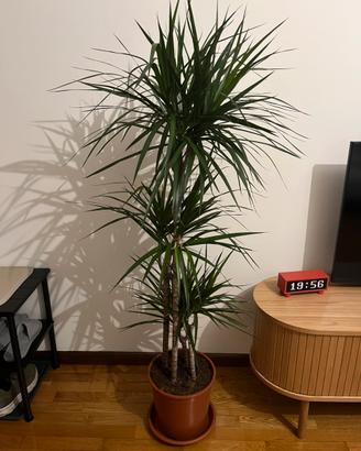 Dracaena marginata IKEA