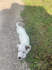 Cuccioli di jack russell