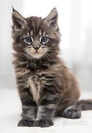 Maine coon xxl pedigree