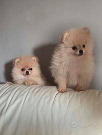 Pomerania femminucce pedigree enci