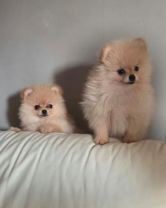Pomerania femminucce pedigree enci