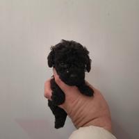 Barboncino toy nero femmina anche a rate