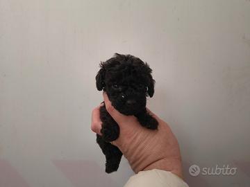 Barboncino toy nero femmina anche a rate
