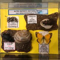 Piccolo contenitore con reperti naturalistici.