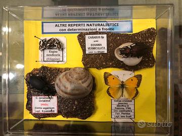 Piccolo contenitore con reperti naturalistici.